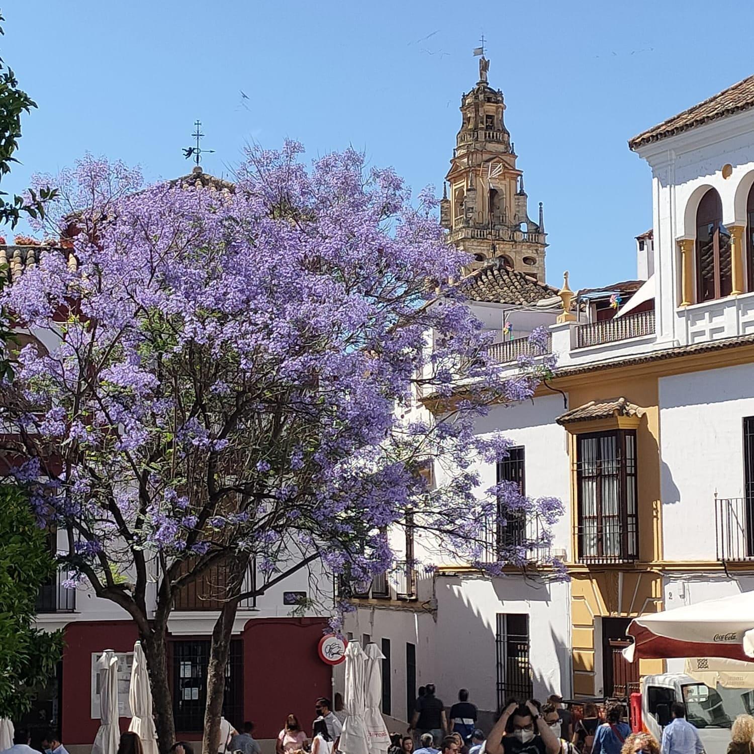A 20 Metros De La Mezquita Catedral ,Apartamentos Turistico Cespedes 5 Kordoba Ruang foto
